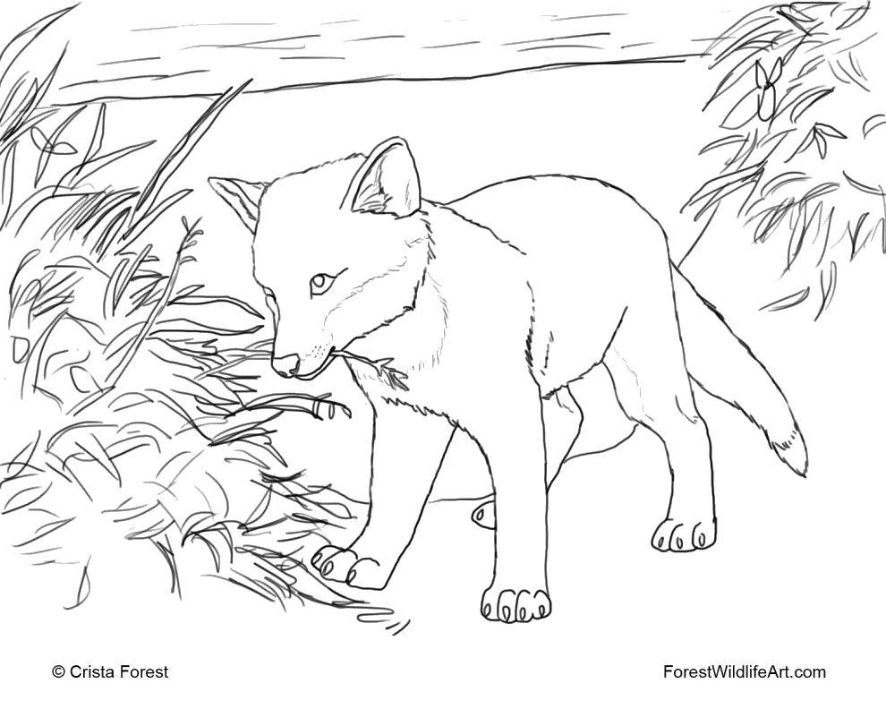 Coloring Fox with a twig. Category Fox. Tags:  Animals, Fox.