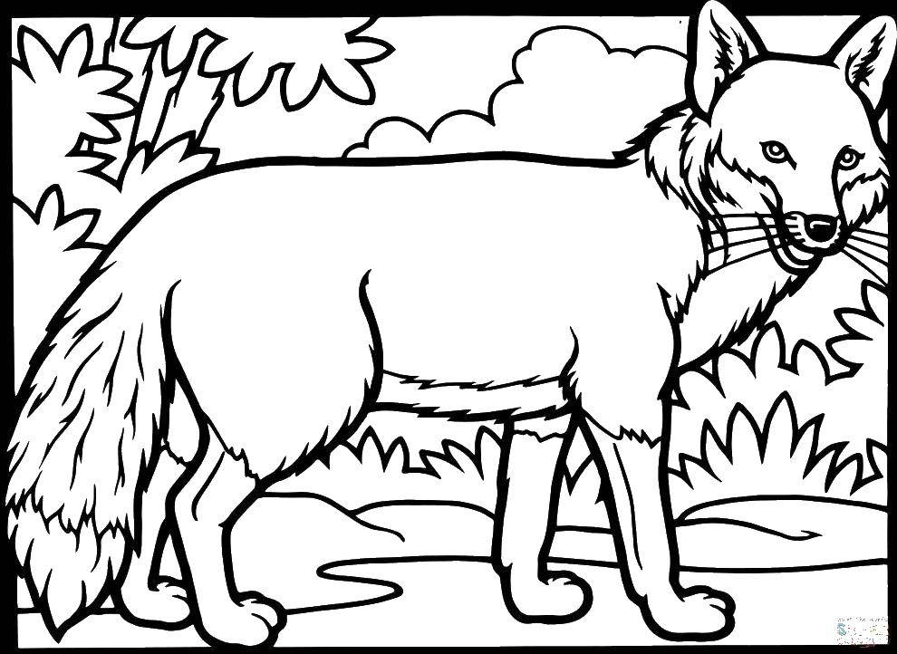 Coloring Curious Fox. Category Fox. Tags:  Animals, Fox.