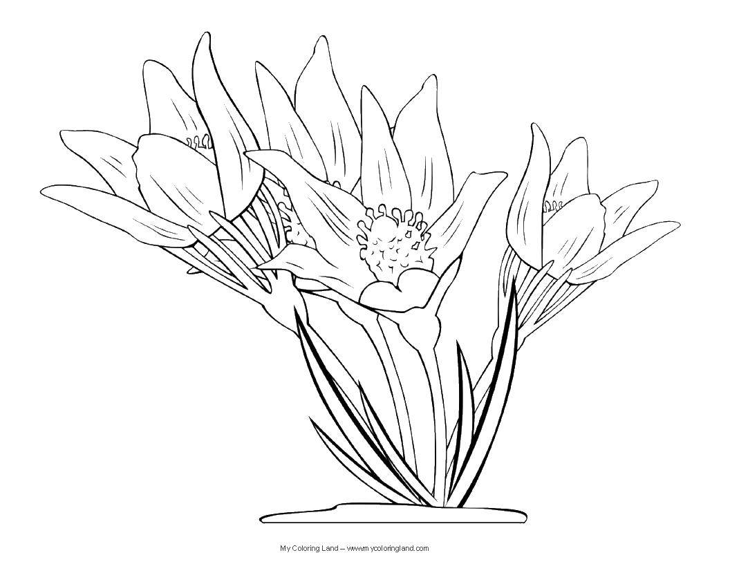 Coloring Mac. Category flowers. Tags:  coloring, flowers, poppies.