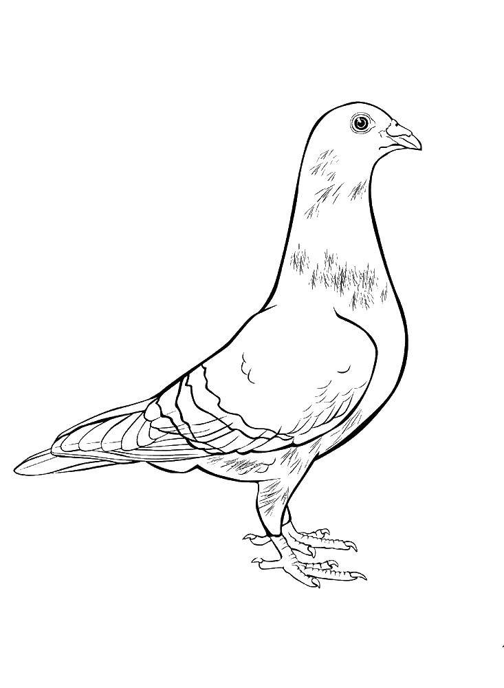 Coloring Little dove. Category birds. Tags:  poultry, pigeons.