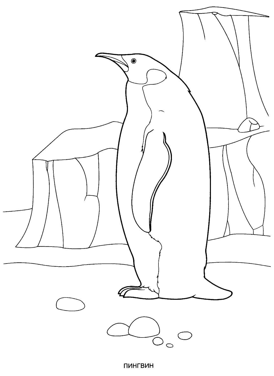 Пингвин раскраска - 76 фото