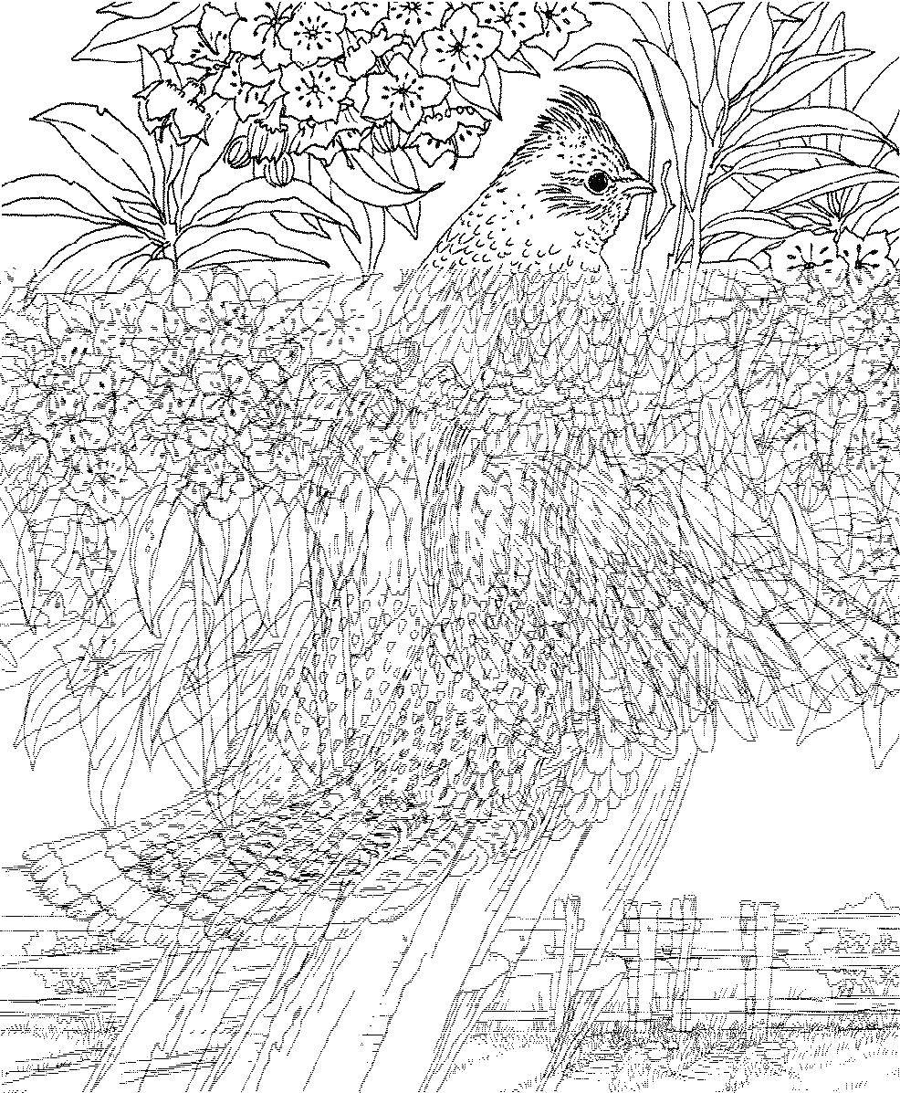 Coloring Bird in flowers, nature. Category Sophisticated design. Tags:  Birds.