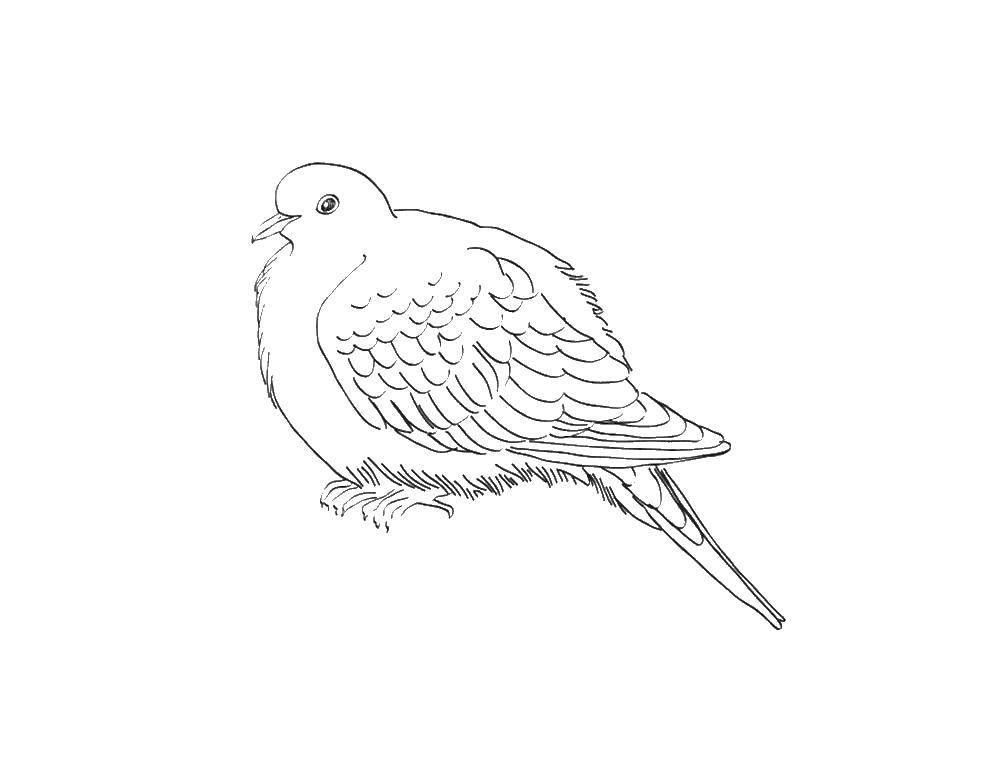 Название: Раскраска Пушистый голубь.. Категория: птицы. Теги: птицы, голуби.