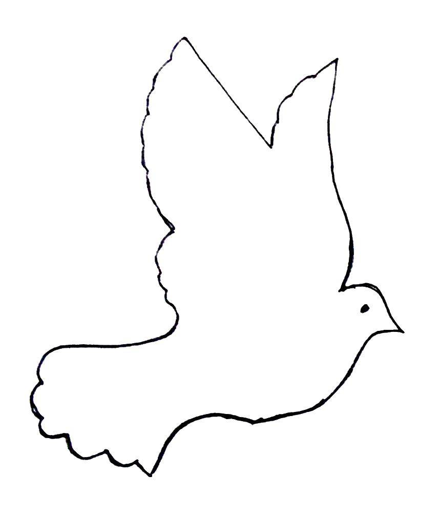 Название: Раскраска Шаблон голубя. Категория: Контуры птиц. Теги: контуры птиц, шаблоны, птицы, голубь.