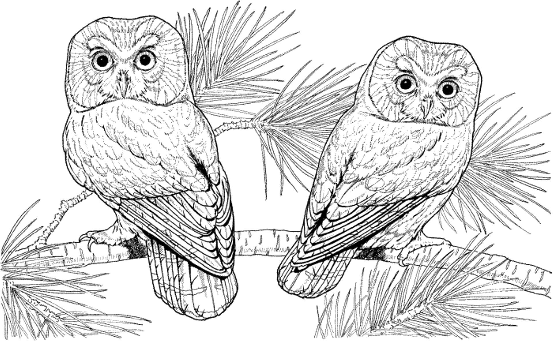 Coloring Owl on a spruce branch. Category birds. Tags:  Birds, owl.