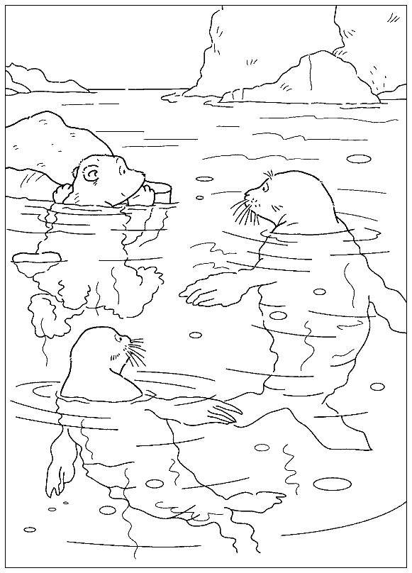Название: Раскраска Тюлени. Категория: морские животные. Теги: морские животные, тюлени.