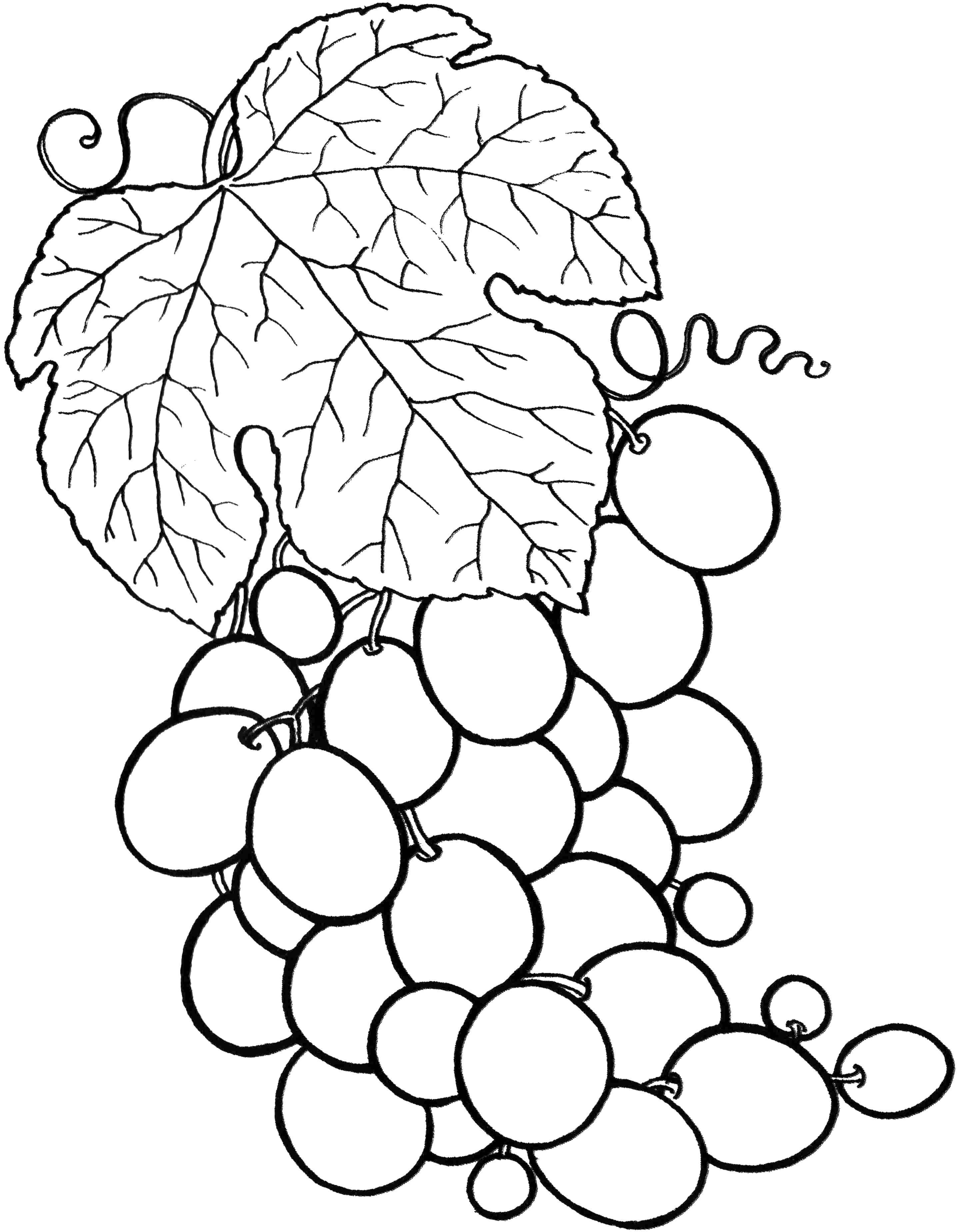 Название: Раскраска Виноград. Категория: фрукты. Теги: виноград.
