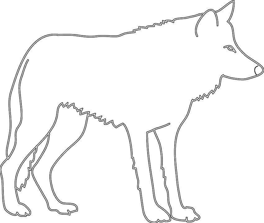 Розмальовки  Контур вовка. Завантажити розмальовку шаблони, контури, вовки.  Роздрукувати ,контур вовка,