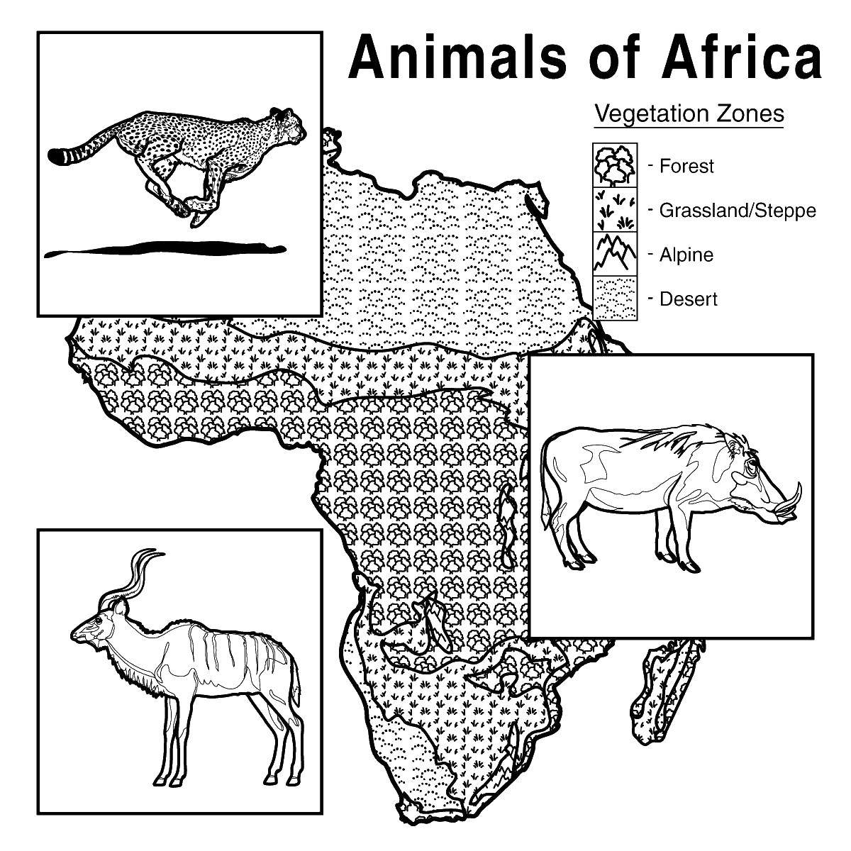 Розмальовки  Тварини африки по зонам. Завантажити розмальовку тварини, Африка, карта.  Роздрукувати ,розмальовки,
