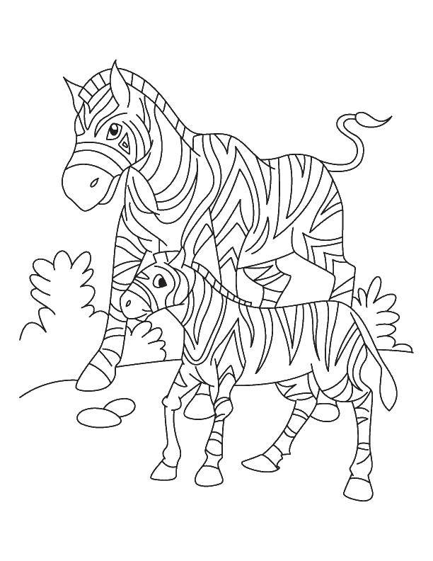 Coloring Two zebras. Category coloring. Tags:  animals, Zebra, animals, Africa.