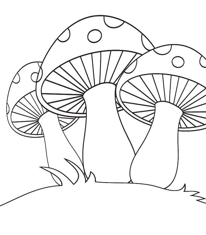 Название: Раскраска Грибы, мухомор. Категория: грибы. Теги: Грибочек.