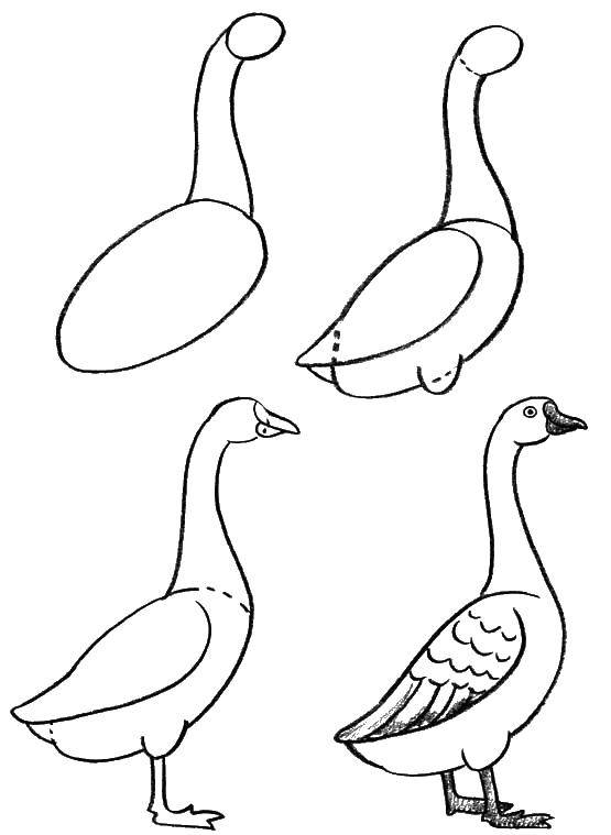 Coloring How to draw a goose. Category coloring. Tags:  how to draw a goose.