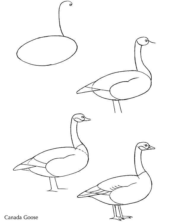 Coloring How to draw a Swan. Category coloring. Tags:  Swan, steps, draw.