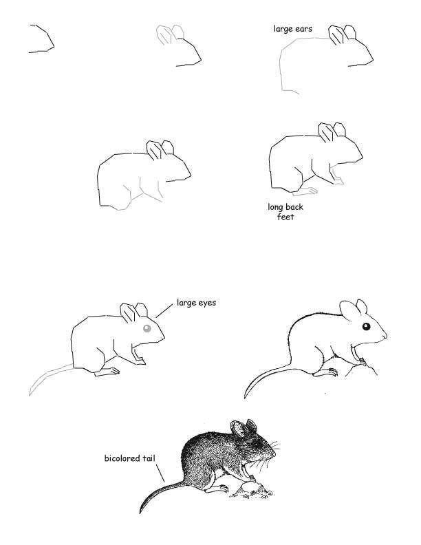 Название: Раскраска Как нарисовать мышку пошагово. Категория: раскраски. Теги: как нарисовать, мышка, пошагово.