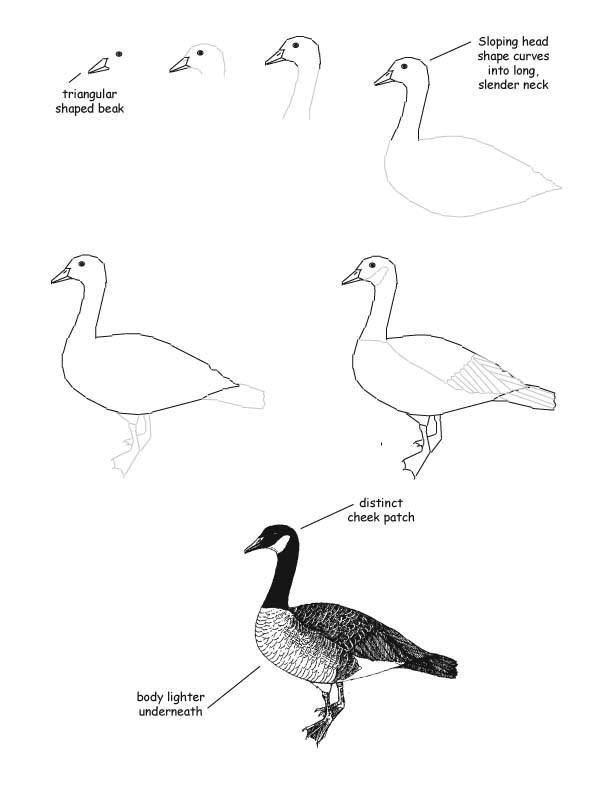 Coloring How to draw a duck. Category coloring. Tags:  how to draw a bird, duck.