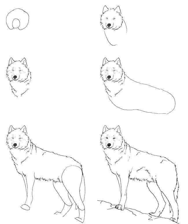 Название: Раскраска Как нарисовать волка. Категория: раскраски. Теги: рисунок.