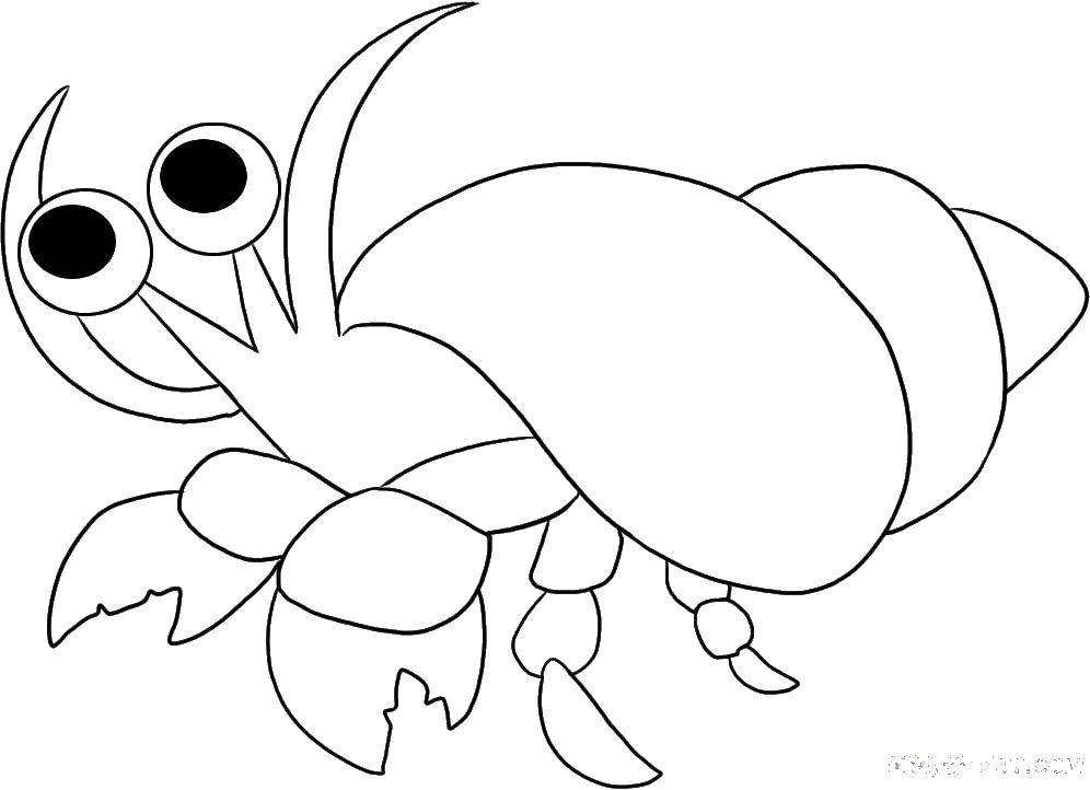 Coloring Crab hermit. Category Crab. Tags:  crabs, hermit crab.