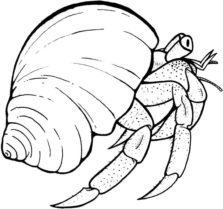 Coloring Crab hermit. Category Crab. Tags:  crabs, hermit crab, shell.