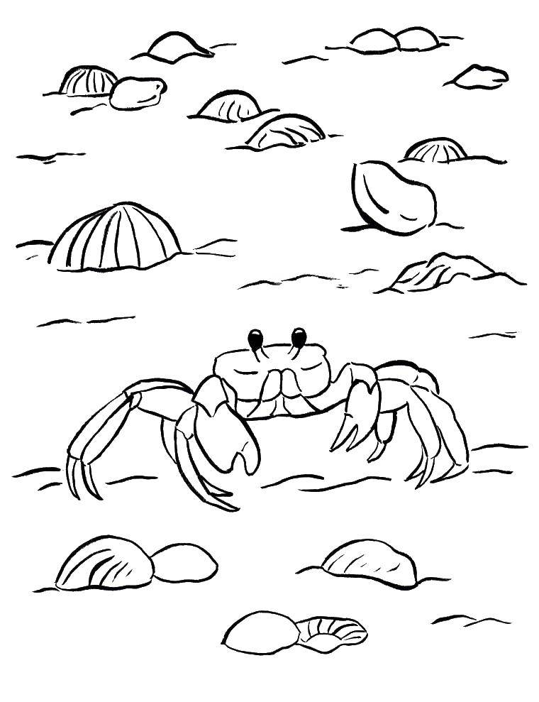 Coloring Crab crawling on the beach. Category Crab. Tags:  beach, sea animals, crabs.