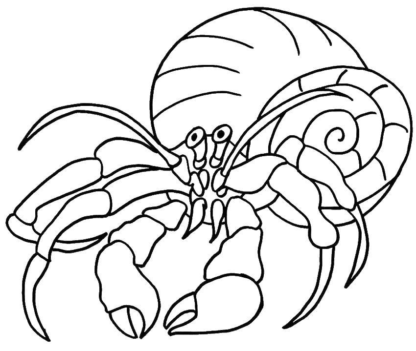Coloring Crab. Category Crab. Tags:  sea animals, animals, crabs, crab.