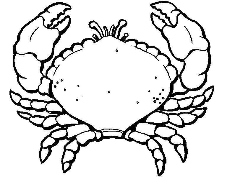 Coloring Crab. Category Crab. Tags:  sea animals, crabs, claws.