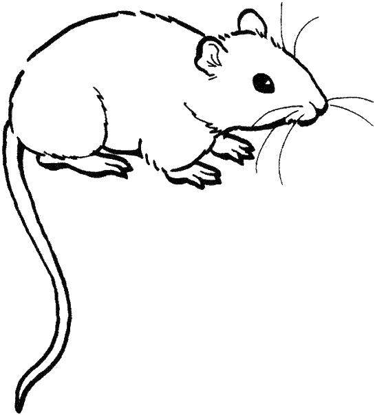 Название: Раскраска Крыска. Категория: Животные. Теги: Животные, мышка.