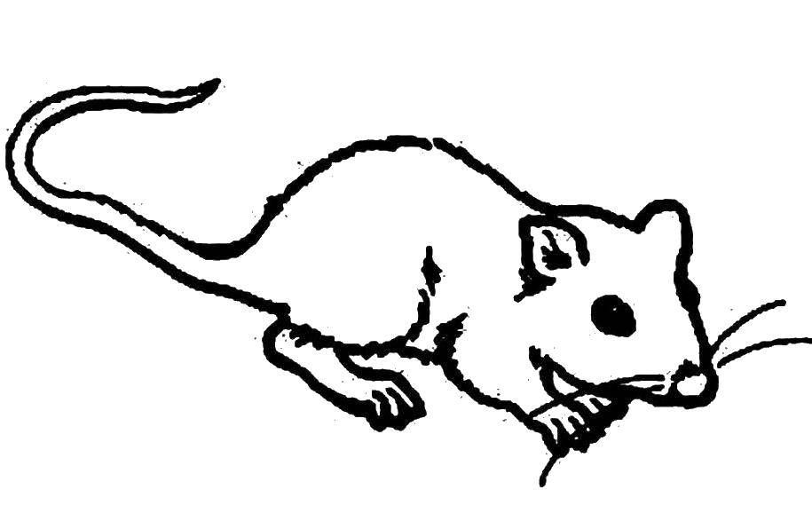 Название: Раскраска Маленькая мышка.. Категория: мышка. Теги: Животные, мышка.