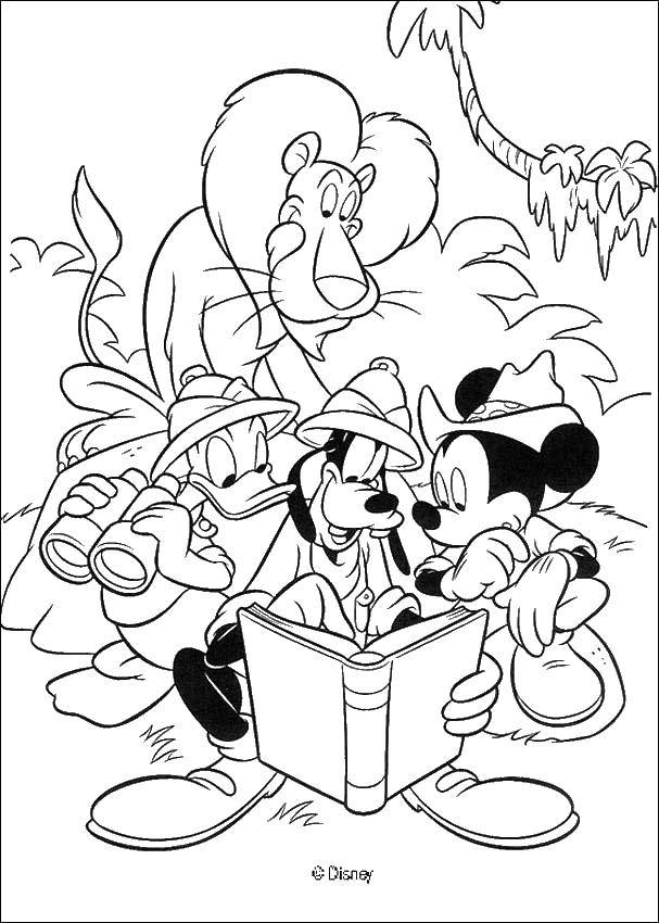Coloring Mickey, goofy, Donald duck and the lion. Category Disney cartoons. Tags:  Disney, Mickey, goofy, Donald duck.