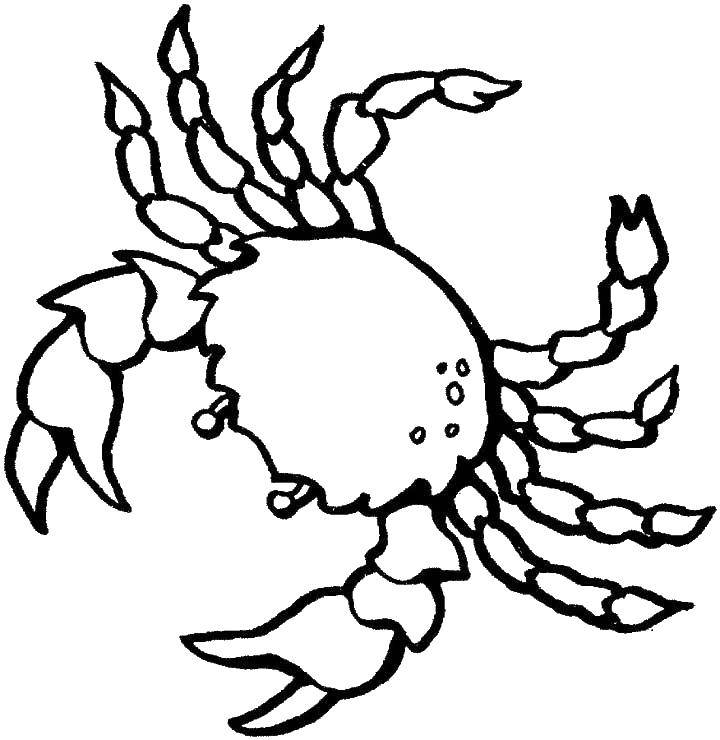 Coloring Sea crab. Category Crab. Tags:  sea animals, crabs, crab.