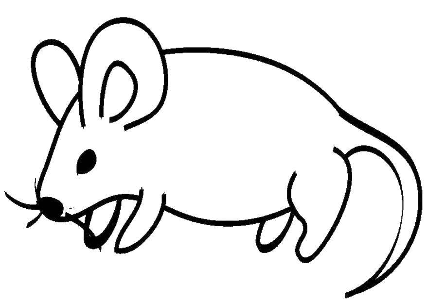 Название: Раскраска Мышка. Категория: мышка. Теги: Животные, мышка, мышь.