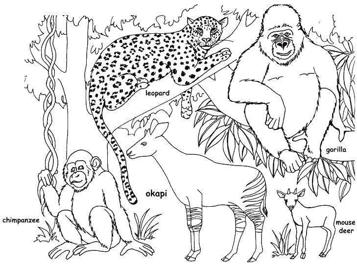 Название: Раскраска Разные африканские животные. Категория: раскраски. Теги: Африка, животные.