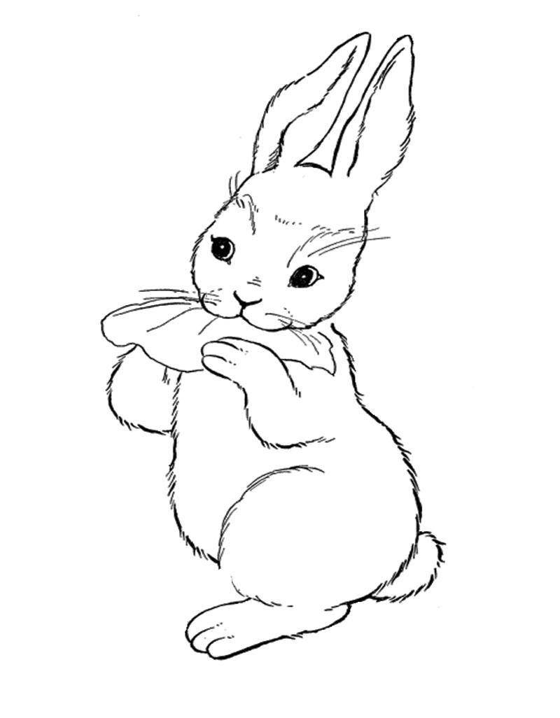 Название: Раскраска Рисунок зайчик с капустным листом. Категория: домашние животные. Теги: заяц, кролик.