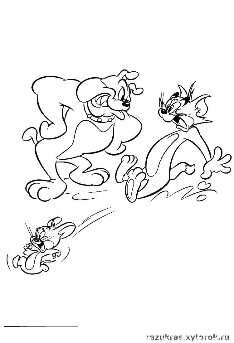 Coloring Tom, Jerry and dog. Category cartoons. Tags:  cartoons, Tom, Jerry, dog.