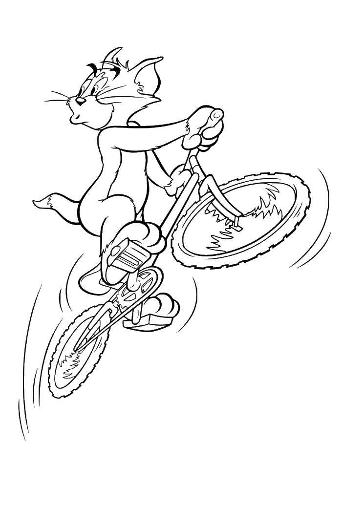 Название: Раскраска Том на велосипеде. Категория: раскраски. Теги: мультфильмы, Том, кот.