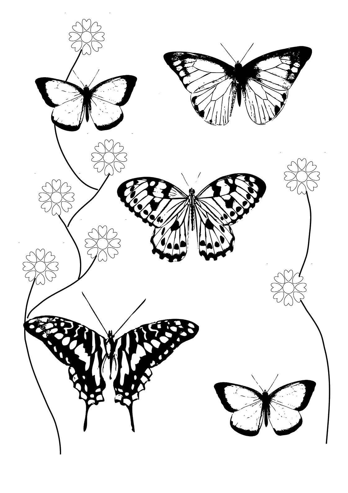 Coloring Flowers, butterflies. Category butterflies. Tags:  Butterfly.