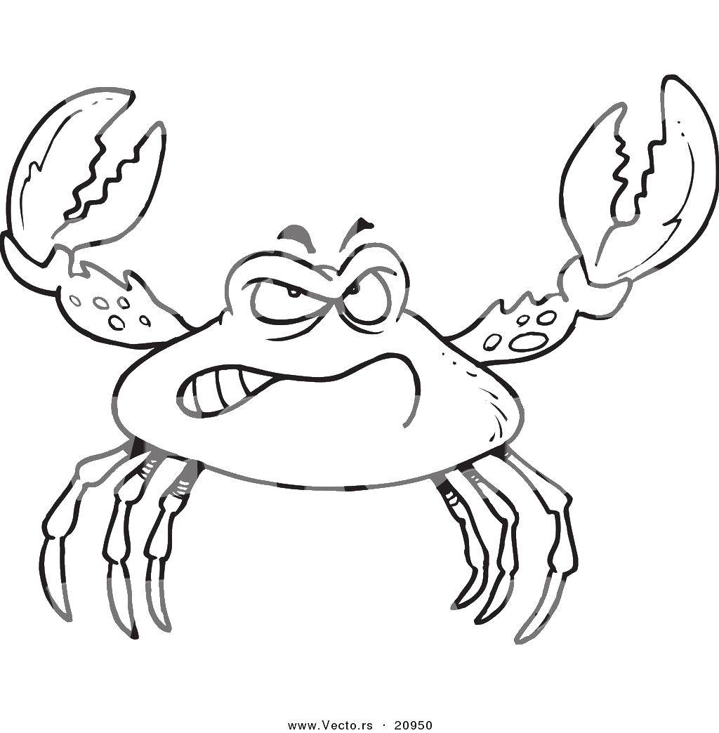Coloring Angry crab. Category Crab. Tags:  sea animals, sea animals, crabs.