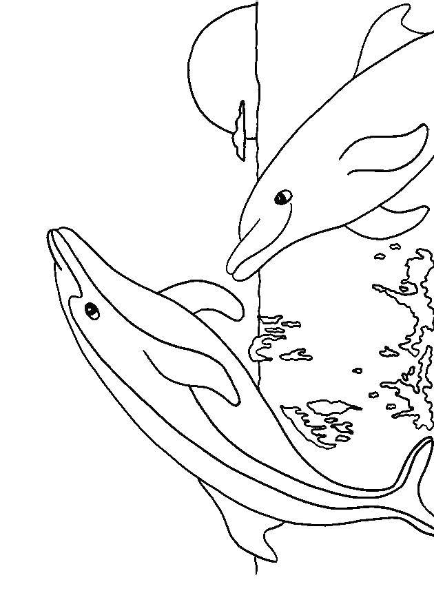 Название: Раскраска Активные дельфины. Категория: морское. Теги: Подводный мир, дельфин.