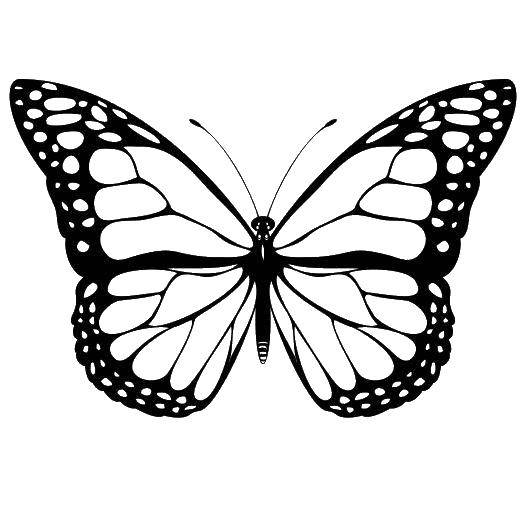 Название: Раскраска Бабочка с узорчатыми крыльями. Категория: бабочки. Теги: бабочки, бабочка, крылья, узоры.