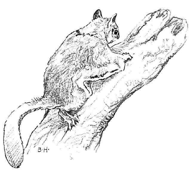 Coloring Squirrel flying squirrel. Category wild animals. Tags:  Animals, squirrel.