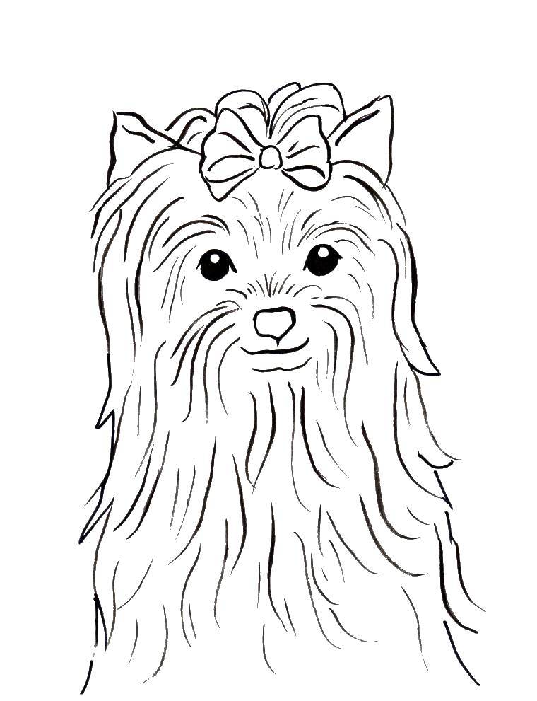 Coloring Lapdog. Category Animals. Tags:  Animals, dog.