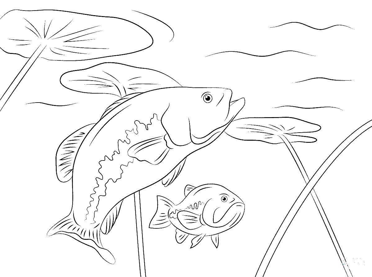 Название: Раскраска Большая и маленькая рыба. Категория: рыбы. Теги: Подводный мир, рыба.