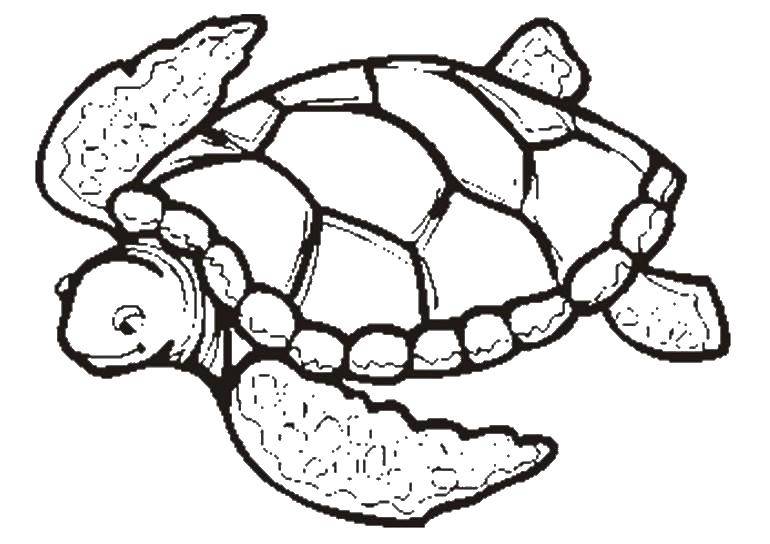 Название: Раскраска Большая морская черепашка. Категория: Морская черепаха. Теги: Рептилия, черепаха.