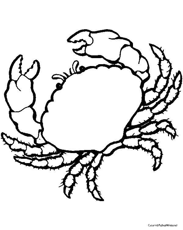 Coloring Big crab. Category Crab. Tags:  marine animals, crabs, crab.