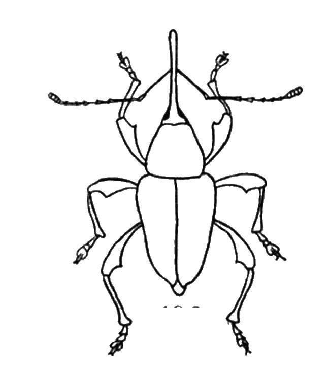 Coloring Big bug. Category Insects. Tags:  Insects, beetle.