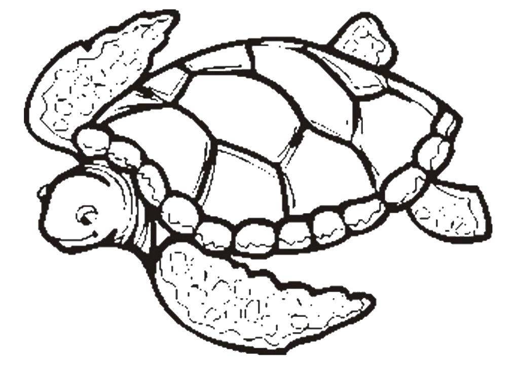 Coloring The turtle swims. Category Turtle. Tags:  Reptile, turtle.