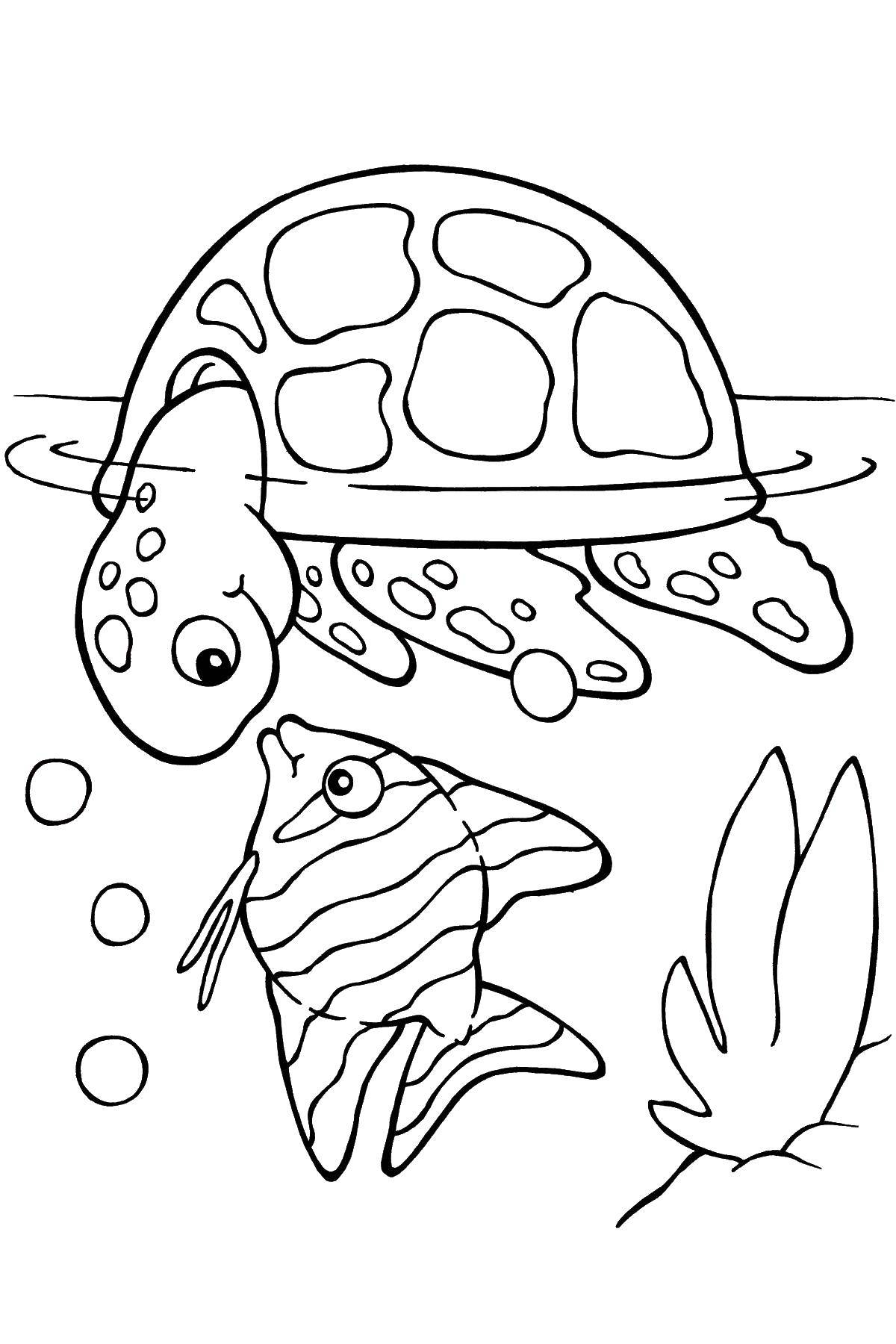 Название: Раскраска Черепашке интересна рыбка. Категория: Черепаха. Теги: Рептилия, черепаха.
