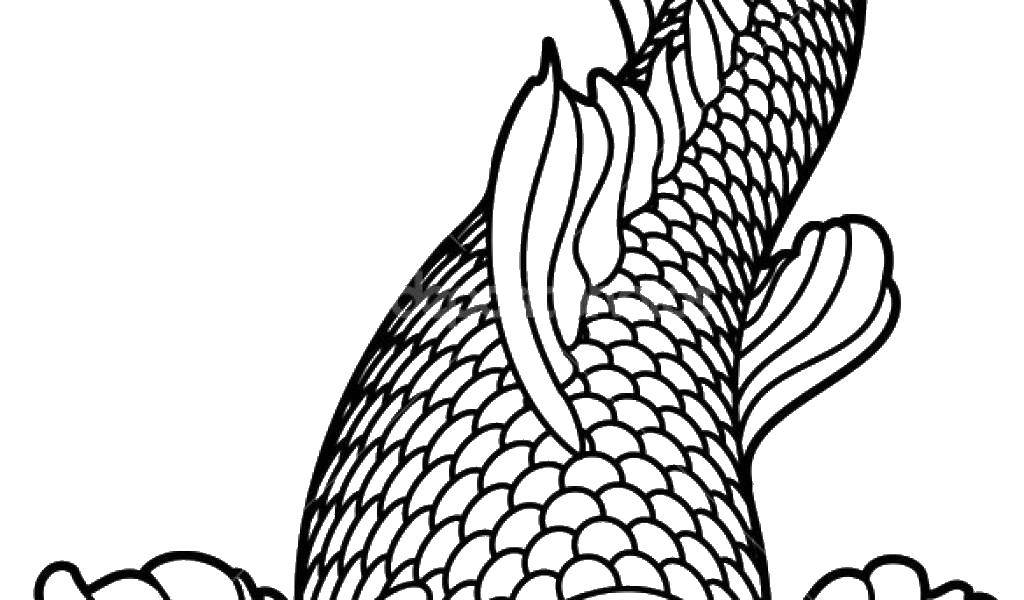 Coloring Scales. Category fish. Tags:  fish scales.