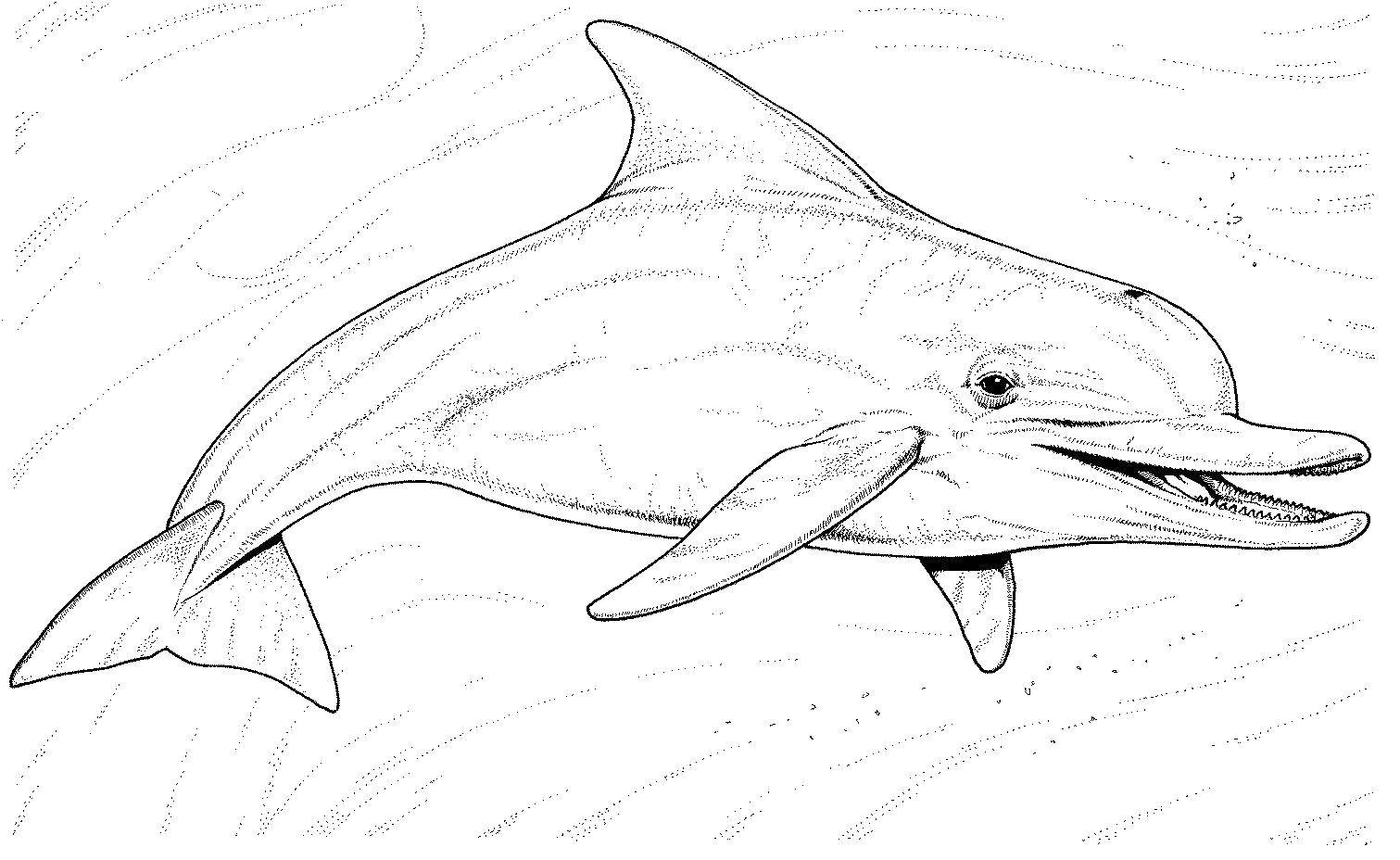 Название: Раскраска Дельфин, вода. Категория: морское. Теги: Подводный мир, дельфин.