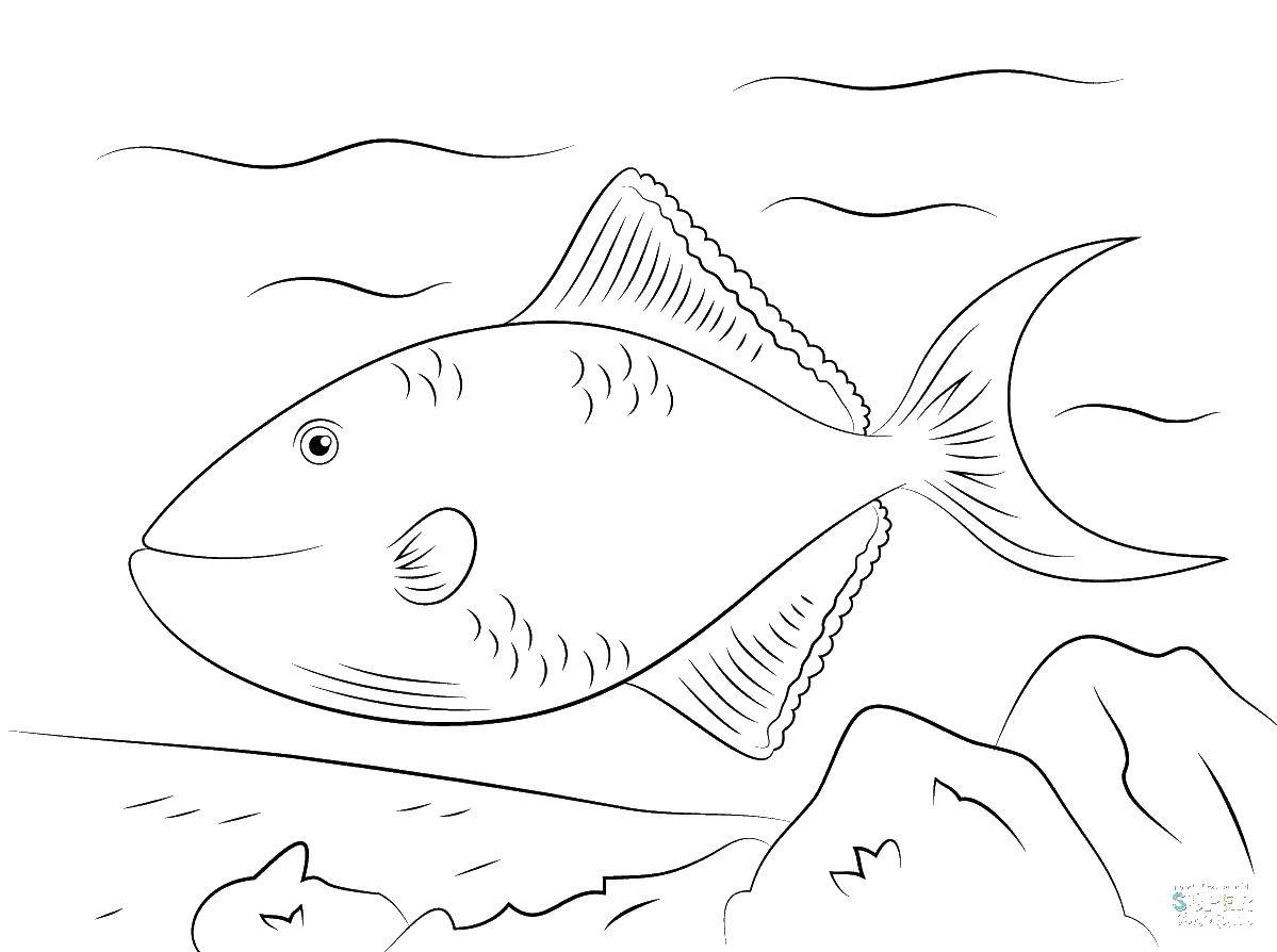 Название: Раскраска Добрая рыбка.. Категория: рыбы. Теги: Подводный мир, рыба.