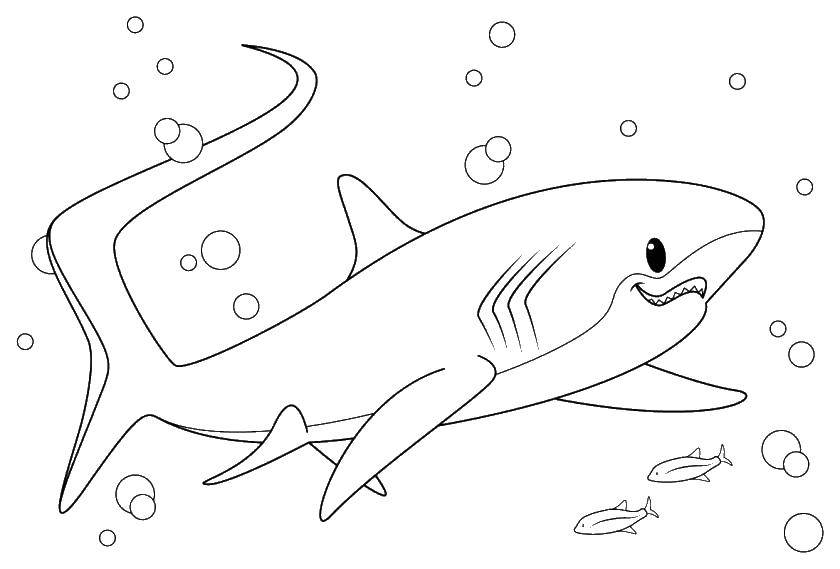 Название: Раскраска Добренькая акула. Категория: морское. Теги: Подводный мир, рыба, акула.